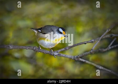 Ein australischer Rüde Striated Pardalote -Pardalotus striatus- Vogel im dichten Busch, der im weichen frühen Morgenlicht nach Futter sucht Stockfoto