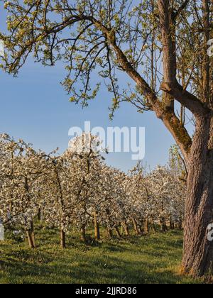 Eine schöne Aussicht auf blühende Apfelbäume in einem Feld unter einem blauen Himmel Stockfoto