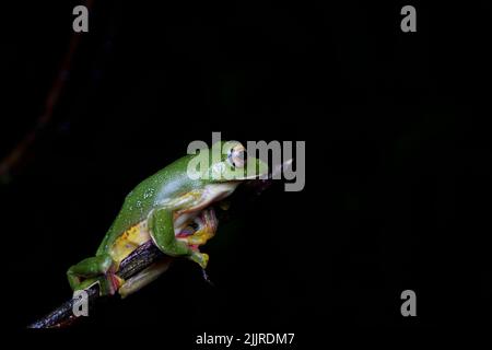 Malabar-Gleitfrosch (Rhacophorus malabaricus) ist eine rhakophoride Baumfroschart, die in den Westghats Indiens gefunden wird. Stockfoto