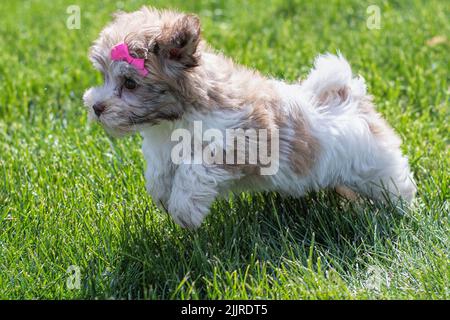 Eine Nahaufnahme eines havanesischen bichon-Welpen mit einem rosa Bogen, der auf dem Gras läuft Stockfoto