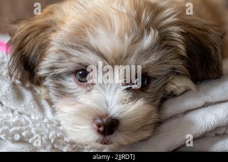 Eine Nahaufnahme eines havanesischen bichon-Welpen, der auf der Decke liegt Stockfoto