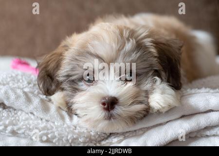 Eine Nahaufnahme eines havanesischen bichon-Welpen, der auf der Decke liegt Stockfoto