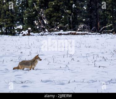 Ein Kojote in einem verschneiten Feld des Yellowstone National Park, Wyoming, USA Stockfoto