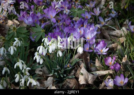 Eine Nahaufnahme von violetten Krokussen und Schneeglöckchen auf einer Wiese im frühen Frühjahr Stockfoto