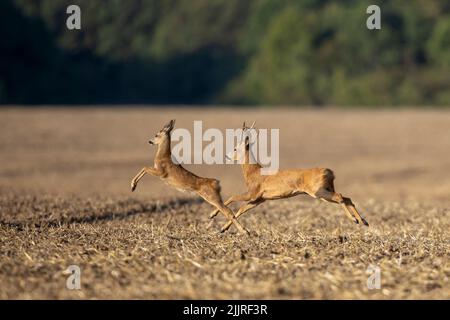 Zwei Hirne laufen auf einem trockenen Feld in einem verschwommenen Hintergrund Stockfoto