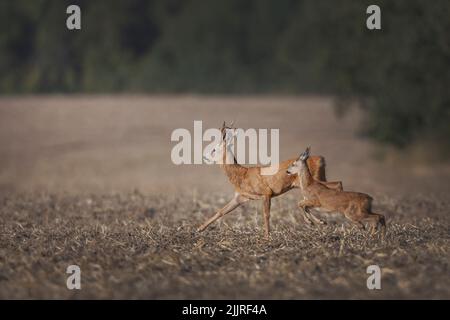 Zwei Hirne auf einem trockenen Feld in einem verschwommenen Hintergrund Stockfoto