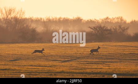 Zwei Hirne laufen auf einem trockenen Feld in einem verschwommenen Hintergrund Stockfoto