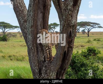 Ein Gepard, der auf einem Baum steht und im Serengeti National Park, Tansania, nach Beute sucht Stockfoto