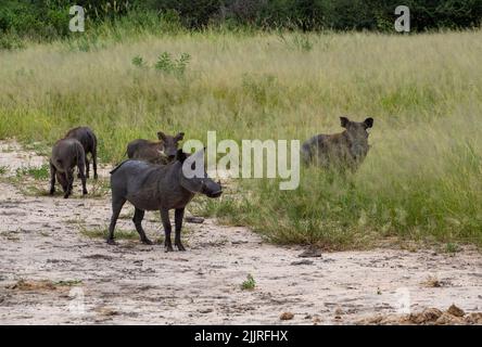 Eine Gruppe von Warzenschweinen im Serengeti Nationalpark, Tansania Stockfoto