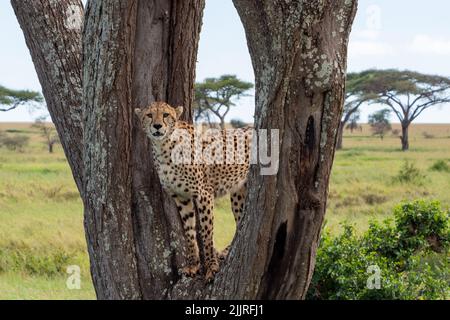 Ein Gepard, der auf einem Baum steht und im Serengeti National Park, Tansania, nach Beute sucht Stockfoto