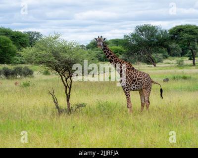 Eine ausgewachsene Giraffe auf einer grünen Wiese im Serengeti Nationalpark, Tansania Stockfoto