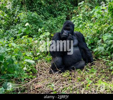 Ein erwachsener Gorilla im Viruna Nationalpark, im Albertine Rift Valley im östlichen Teil der Demokratischen Republik Kongo Stockfoto