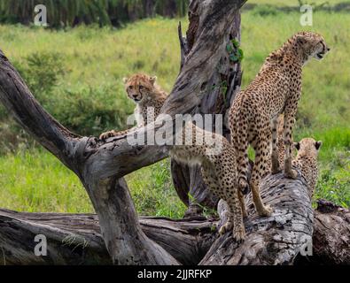 Eine Koalition von Geparden auf einem Baum auf der Suche nach Beute im Serengeti National Park, Tansania Stockfoto