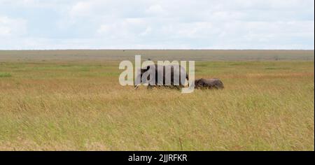 Ein erwachsener afrikanischer Elefant mit einem Kalb auf einer Wiese im Serengeti-Nationalpark, Tansania Stockfoto
