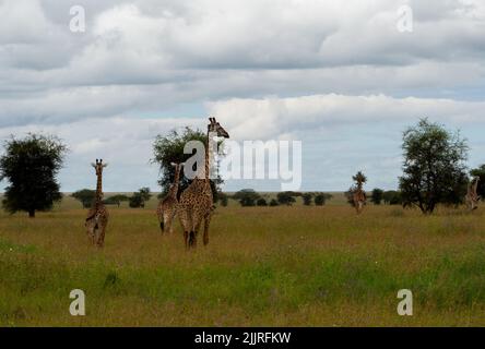 Eine Gruppe Giraffen auf einer Wiese im Serengeti Nationalpark, Tansania Stockfoto