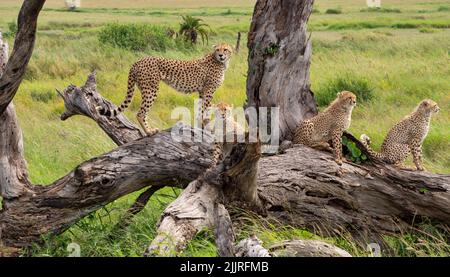 Eine Koalition von Geparden auf einem Baum auf der Suche nach Beute im Serengeti National Park, Tansania Stockfoto