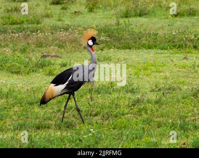 Ein grauer Kranich auf einer grünen Wiese im Serengeti Nationalpark, Tansania Stockfoto