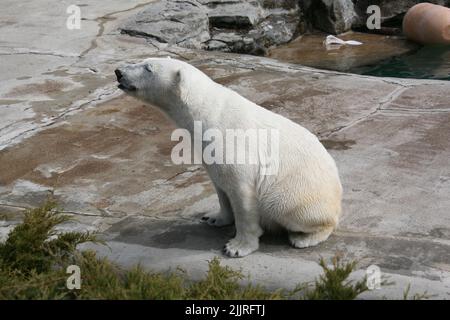 Ein Eisbär, der auf dem gepflasterten Boden im Zoo sitzt Stockfoto