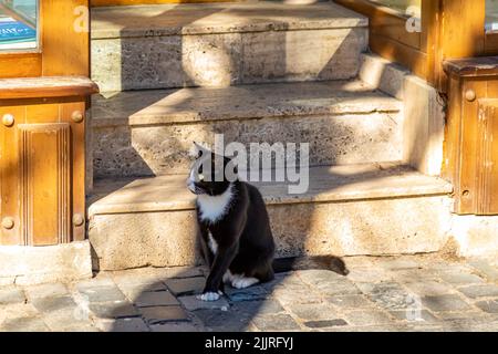 Eine Nahaufnahme einer entzückenden schwarz-weißen Katze, die auf dem gepflasterten Boden bei der Treppe sitzt Stockfoto