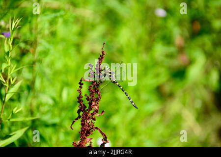 Eine Nahaufnahme der goldberingten Libelle auf der Pflanze. Cordulegaster boltonii. Stockfoto
