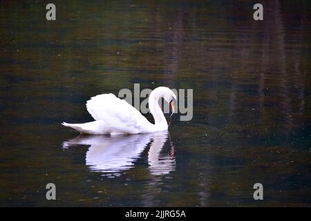 Der stumme Schwan, Cygnus olor schwimmt auf der Wasseroberfläche. Stockfoto