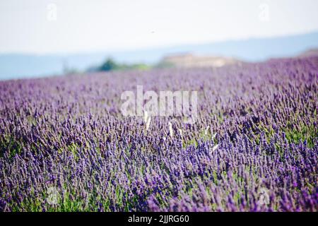 Die schönen Waschmaschinen auf dem Feld. Provence, Frankreich. Stockfoto