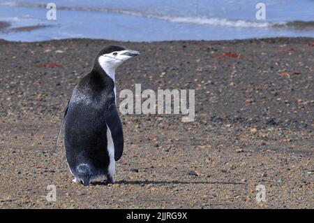 Eine Nahaufnahme eines Chinstrap-Pinguins, der am Strand läuft Stockfoto