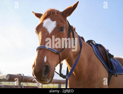 Ein gesattelt braunes Pferd, das draußen auf der Ranch steht. Stockfoto