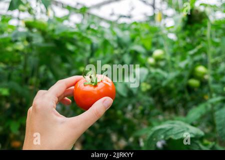 Schöne rote reife Tomate in weiblicher Hand auf grünem Hintergrund. Tomatenproduktion und -Transport. Anbau von Tomaten, Gemüsegeschäft Stockfoto