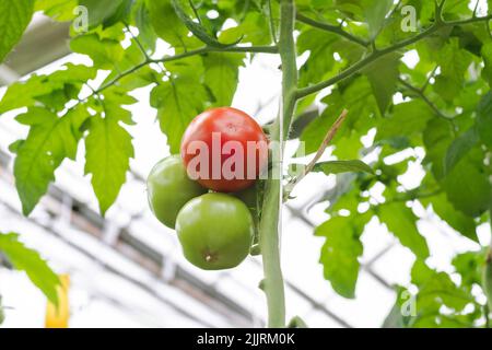 Tomatenproduktion und -Transport. Schöne rote reife Tomaten Hintergrund, Landwirtschaft. Anbau von Tomaten, Gemüsegeschäft, Gewächshaus Stockfoto