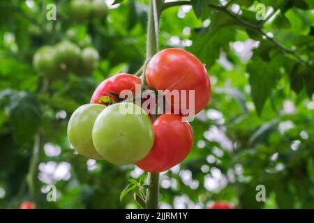 Tomatenproduktion und -Transport. Schöne rote reife Tomaten Hintergrund, Landwirtschaft. Anbau von Tomaten, Gemüsegeschäft, Gewächshaus Stockfoto