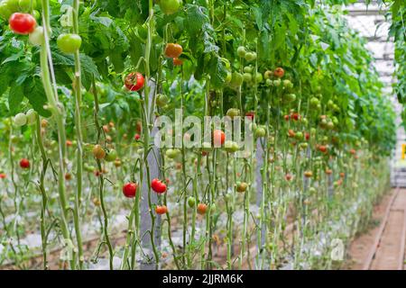 Tomatenproduktion und -Transport. Schöne rote reife Tomaten Hintergrund, Landwirtschaft. Anbau von Tomaten, Gemüsegeschäft, Gewächshaus Stockfoto