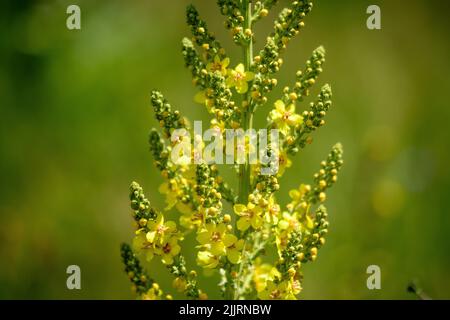 Leuchtend gelbe Blüten der Verbascum densiflorum Pflanze, allgemein bekannt als dicht blühende Königskerze, in einem sonnigen Sommergarten, schöner Blumenrücken im Freien Stockfoto