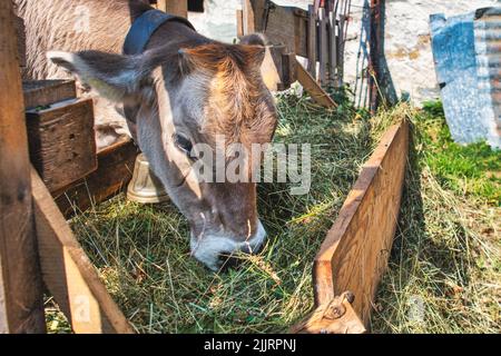 Eine Kuh frisst Heu aus dem Futterplatz eines Bauernhofs Stockfoto