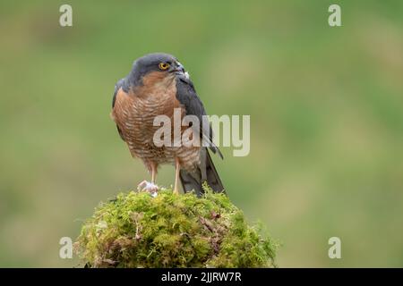 Ein männlicher Sperber, Accipiter nisus, thront auf einem alten, mit Flechten bedeckten Baumstumpf. Er hat weißes Fell im Schnabel, wo er sich von Beute ernährt hat Stockfoto