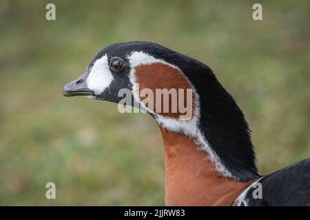 Eine Nahaufnahme von Hals und Kopf einer Rotbrustgans, Branta ruficollis. Stockfoto