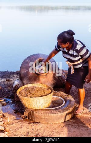 Rachol, Goa Indien- Okt 9 2021 Einheimische Bauern ernten, kochen, trocknen und enthacken in Reisfarmen in Rachol, Goa. Asiatische Bauern, die Reisig anbauen Stockfoto