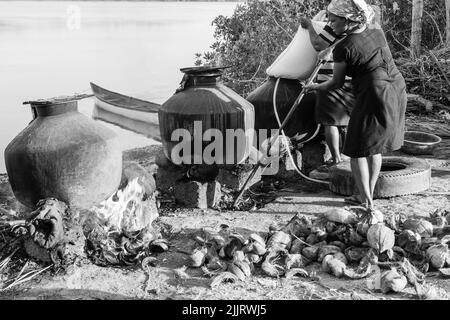 Rachol, Goa Indien- Okt 9 2021 Einheimische Bauern ernten, kochen, trocknen und enthacken in Reisfarmen in Rachol, Goa. Asiatische Bauern, die Reisig anbauen Stockfoto