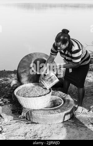 Rachol, Goa Indien- Okt 9 2021 Einheimische Bauern ernten, kochen, trocknen und enthacken in Reisfarmen in Rachol, Goa. Asiatische Bauern, die Reisig anbauen Stockfoto