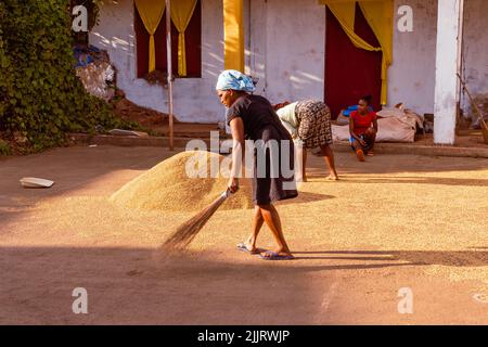 Rachol, Goa Indien- Okt 9 2021 Einheimische Bauern ernten, kochen, trocknen und enthacken in Reisfarmen in Rachol, Goa. Asiatische Bauern, die Reisig anbauen Stockfoto