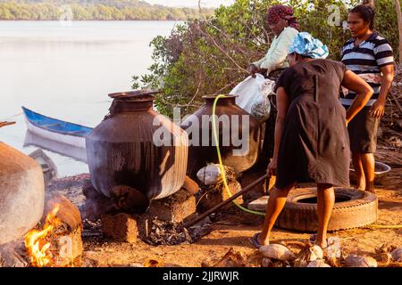 Rachol, Goa Indien- Okt 9 2021 Einheimische Bauern ernten, kochen, trocknen und enthacken in Reisfarmen in Rachol, Goa. Asiatische Bauern, die Reisig anbauen Stockfoto