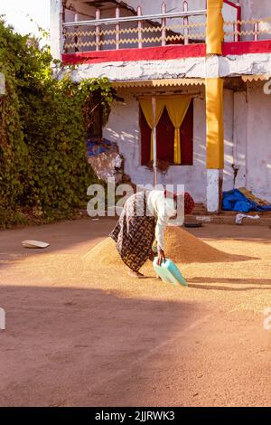 Rachol, Goa Indien- Okt 9 2021 Einheimische Bauern ernten, kochen, trocknen und enthacken in Reisfarmen in Rachol, Goa. Asiatische Bauern, die Reisig anbauen Stockfoto