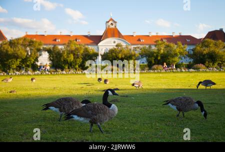 Gaggle von Kanadagänsen (Branta canadensis) grasen in den Gärten des Nymphenburger Schlosses (Schloss Nymphenburg). München, Bayern, Deutschland, Europa. Stockfoto