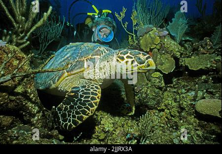 Taucher schaut auf eine Hawksbill Turtle (Eretmochelys imbricata) in einem karibischen Korallenriff, Utila, Bay Islands, Honduras, Karibik Stockfoto
