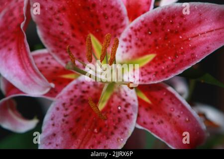 Eine Makrofokussierung einer Tiglerlilie-Blume im Garten während des Tages mit unscharfem Hintergrund Stockfoto