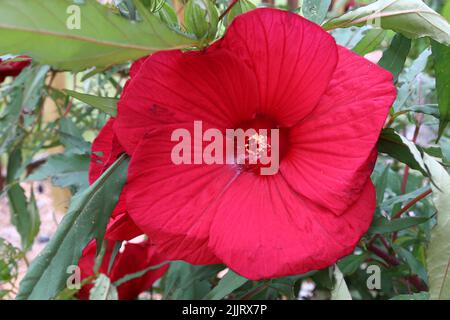 Eine Nahaufnahme einer schönen roten Hibiskusblüte, die an einem sonnigen Tag mit verschwommenem Hintergrund im Garten blüht Stockfoto