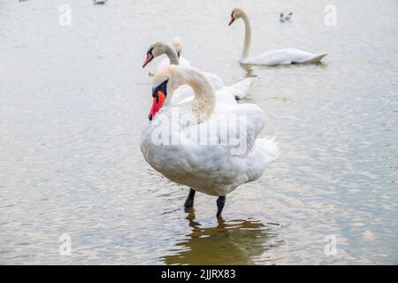 Eine große Schar anmutiger weißer Schwäne schwimmt im See, Schwäne in freier Wildbahn. Der stumme Schwan, lateinischer Name Cygnus olor. Stockfoto