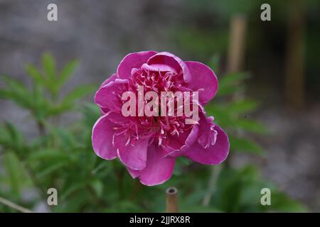 Eine Nahaufnahme einer violetten Pfingstrose, die tagsüber im Garten blüht, mit verschwommenem Hintergrund Stockfoto