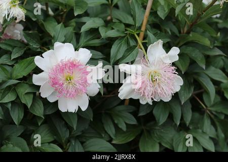 Ein schöner Blick auf Pfingstrosen, die an einem sonnigen Tag inmitten grüner Blätter im Garten blühen Stockfoto