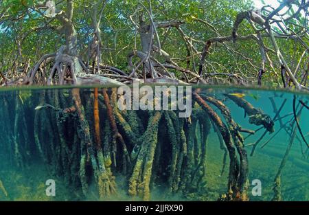 Geteiltes Bild, Mangos unter dem Dach, Rote Mangrove (Rhizophora Mangle), Mangroven sind weltweit geschützt, Kuba, Karibik Stockfoto